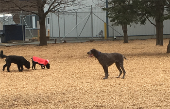 A dog park with dogs walking on top of Fibertop surfacing
